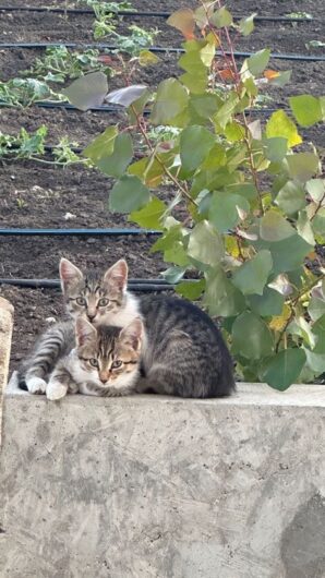 Dăruiesc pisici